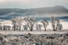 Wyoming, Jackson. Grand Teton NP, Fog, sunlight, sagebrush, and cottonwoods along Antelope Flats Rd Art Print